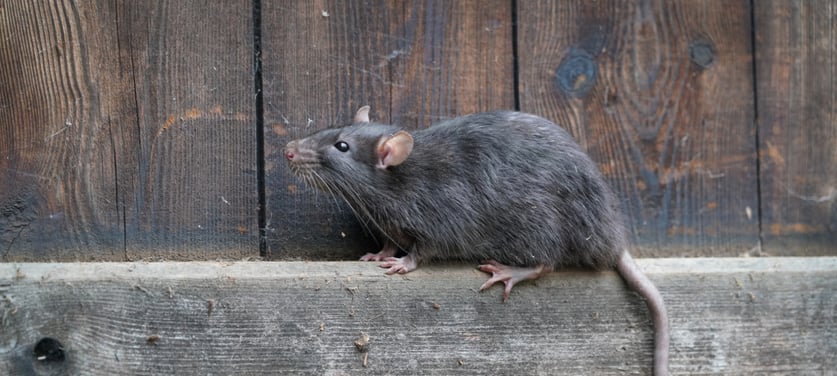 norway-rat-rodent-control-services