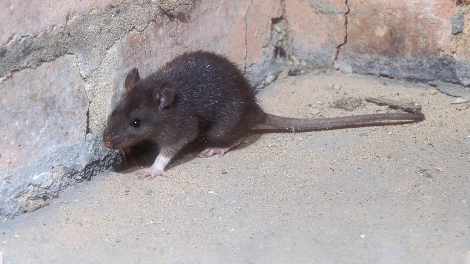 rat extermination forney, roof rat