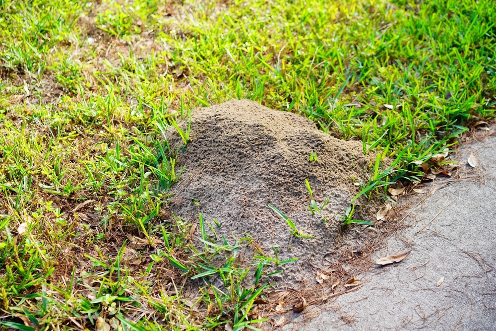 Essential Facts on Fire Ants