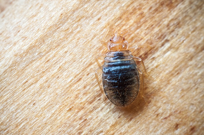 Sleeping With The Enemy: Bed Bugs