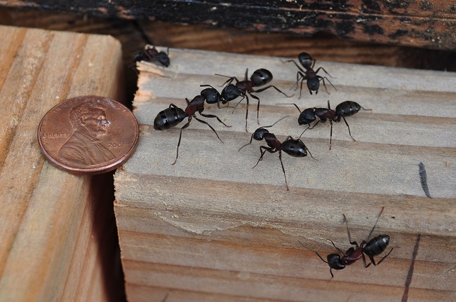 Identifying and Controlling Carpenter Ants