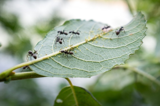 What You Need to Know About Carpenter Ants