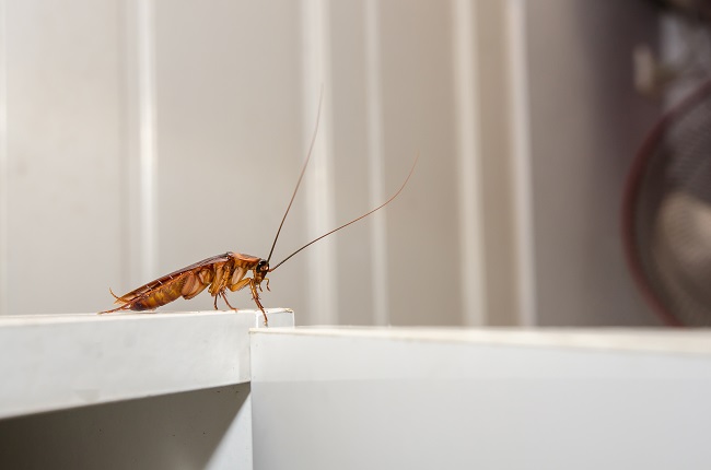 Cockroach Infestation! A Homeowner's Nightmare