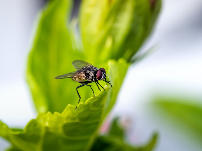 Fruit Flies Waste No Time in Causing Problems for Texas Property Owners