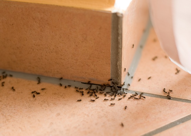 Getting Rid of Ants at Home