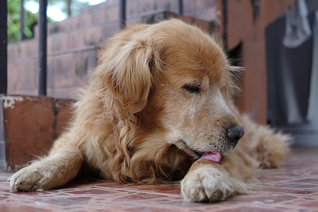 Golden Retriever scratch.