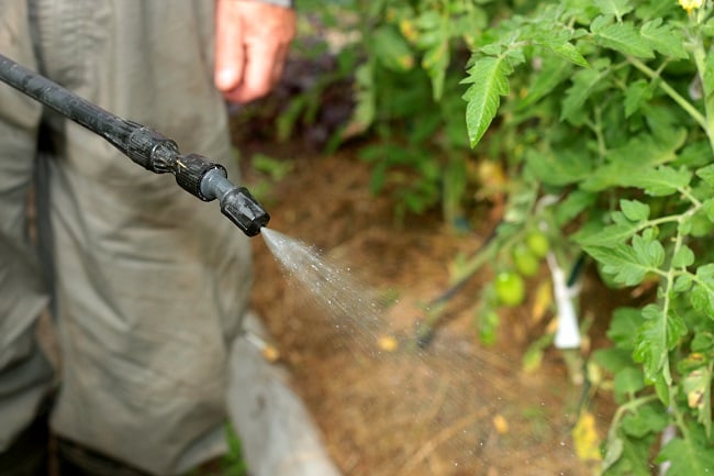 A Tick Service Can Rid Your Property Disease-Carrying Pests