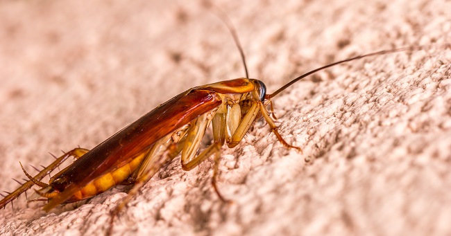 How Roaches Affect Your Home and Life