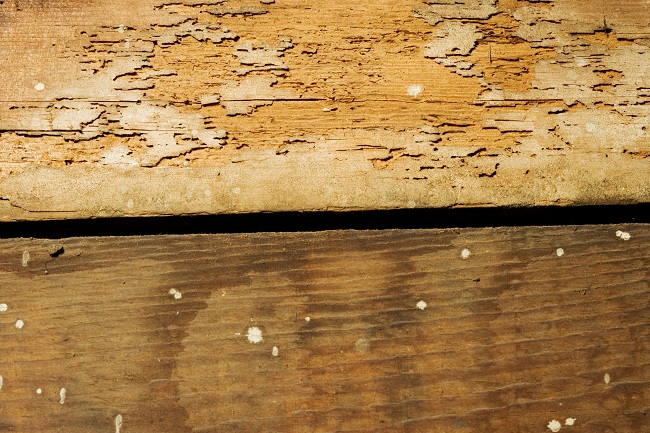 Getting rid of Pests: Termite Control Methods