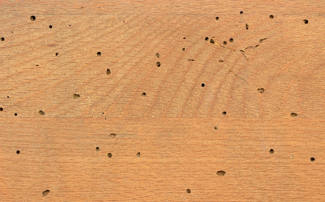 How to Tell if You Have Termites: 4 Simple Signs