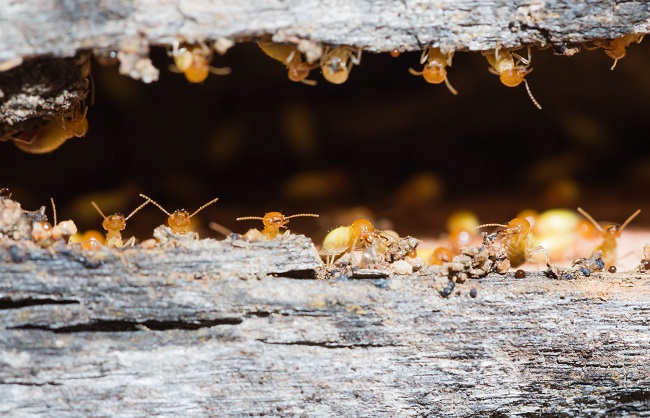 Regular Termite Inspections & Treatments