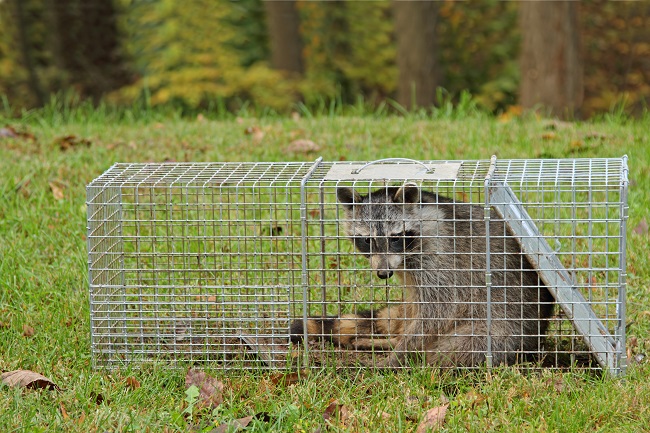 Texas Wildlife Removal Solutions