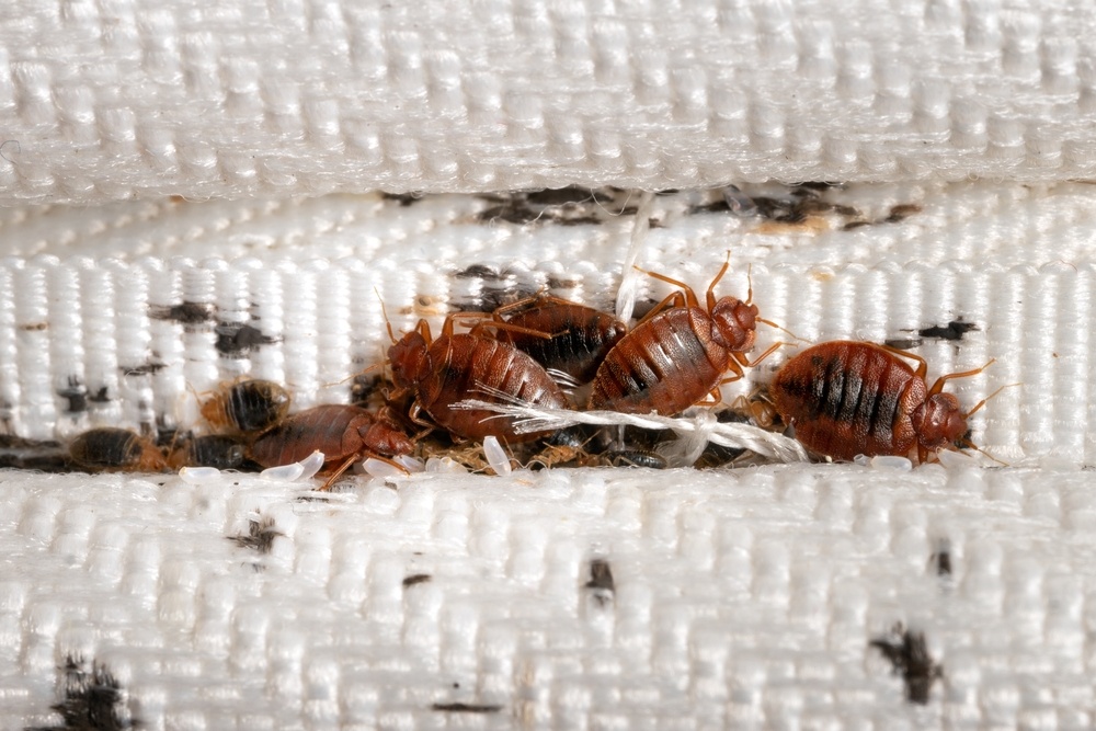 Professional Bug Exterminators Near Me For Residential Homeowners