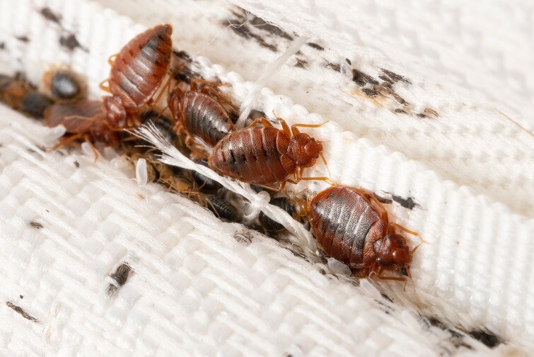 Incrediblepest bed bugs extermination arlington va