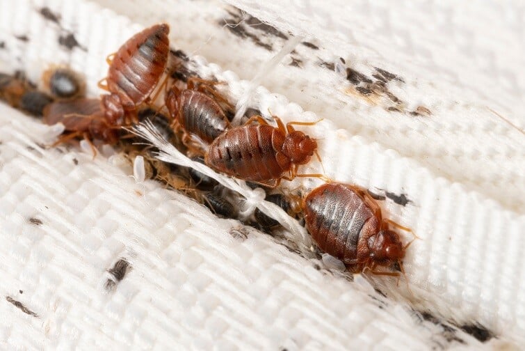 Ez Bed Bugs Extermination Nyc